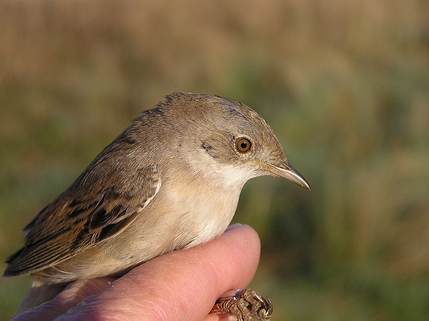 Common Whitethroat, Sundre 20050510